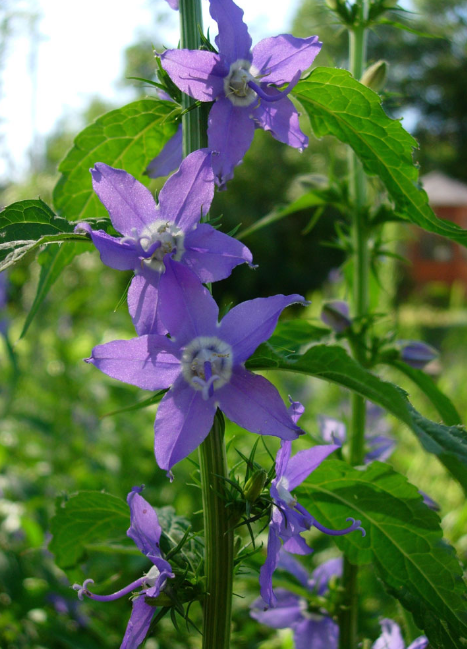 Bellflower - Tall (Campanula americana)